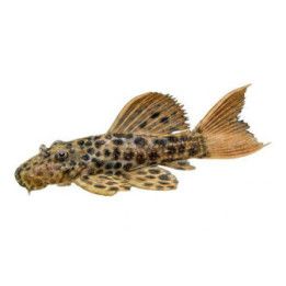 L114 pseudacanthicus 5-8 cm -