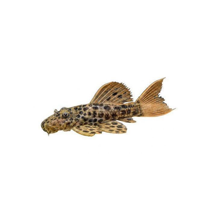 L114 pseudacanthicus 5-8 cm -