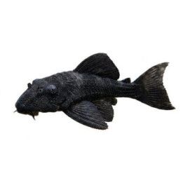 Pseudacanthicus nyktos 6-8 cm -