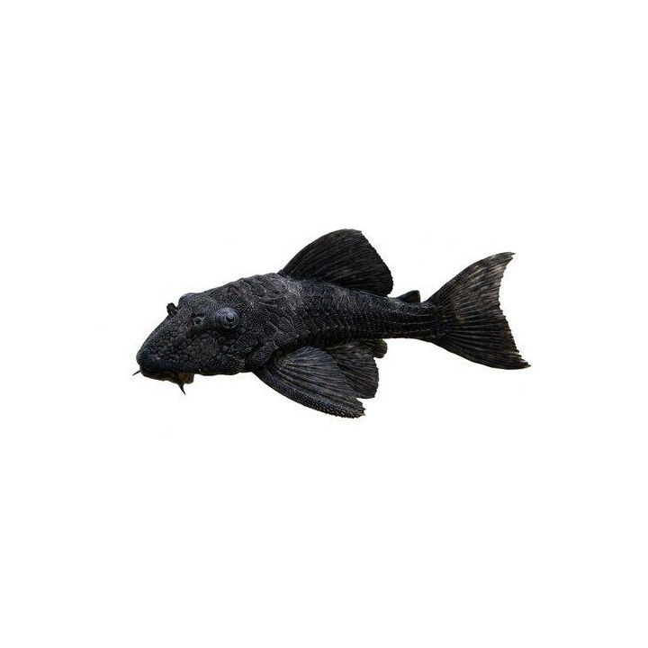 Pseudacanthicus nyktos 6-8 cm -