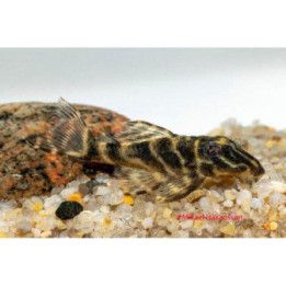 L129 hypancistrus 4-6 cm -