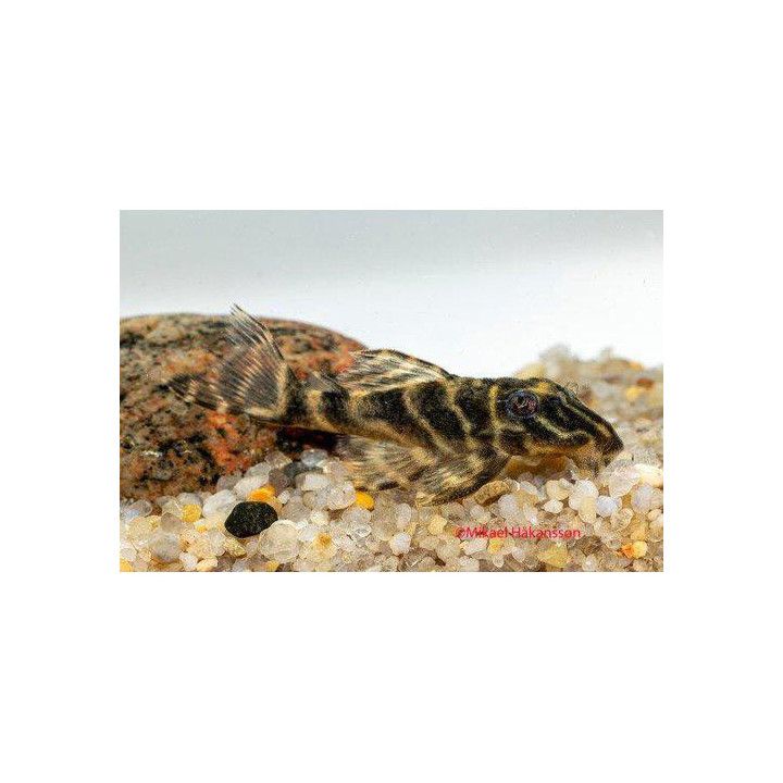 L129 hypancistrus 4-6 cm -
