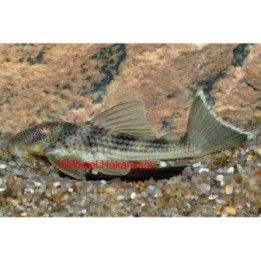 L141 peckoltia 'tapajos' 6-8 cm -
