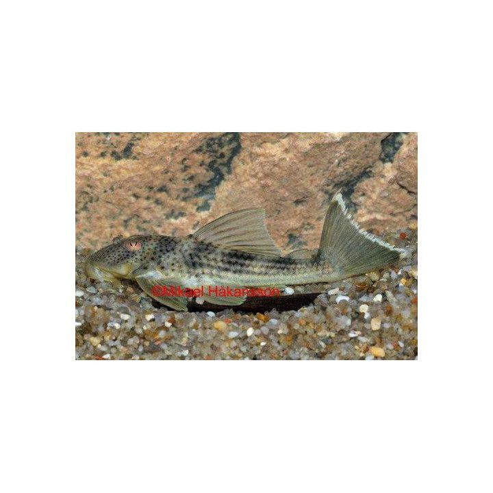 L141 peckoltia 'tapajos' 6-8 cm -