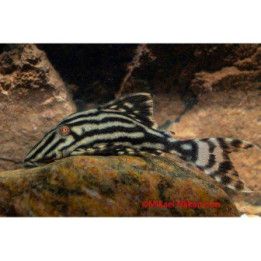 L190 royal pleco 6-8 cm -