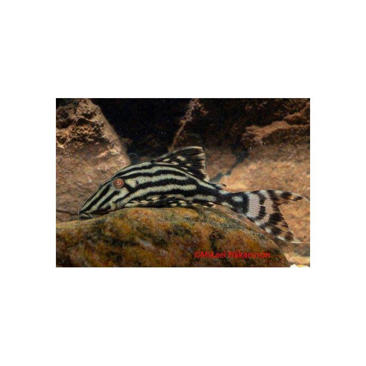 L190 royal pleco 6-8 cm -