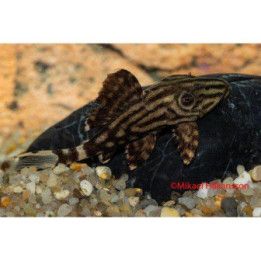 L191 royal pleco 4-6 cm -