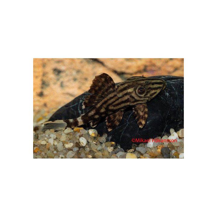 L191 royal pleco 4-6 cm -