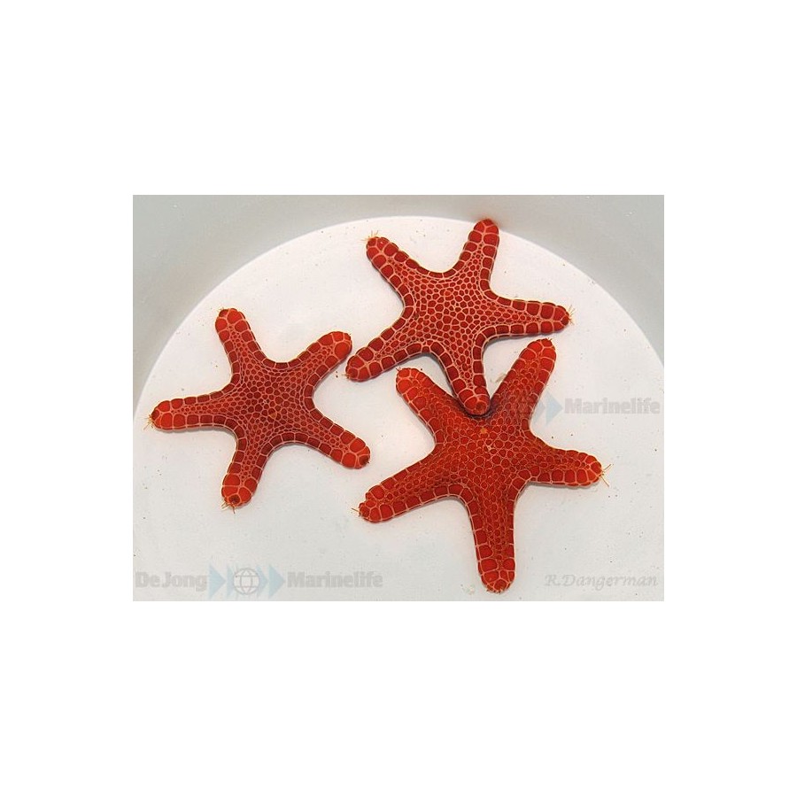 Pentagonaster dubeni - Australian Biscuit Starfish -Red