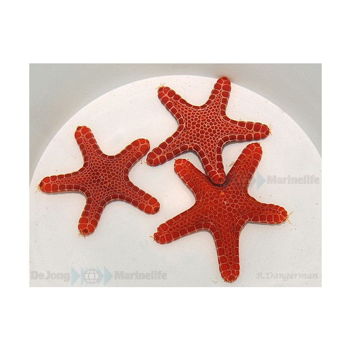 Pentagonaster dubeni - Australian Biscuit Starfish -Red -