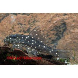 L201 hypancistrus sp 4-6 cm -
