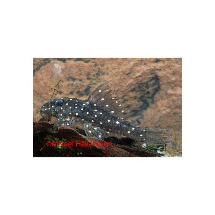 L201 hypancistrus sp 4-6 cm -