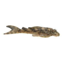 L202 peckotia lineola 4-6 cm -