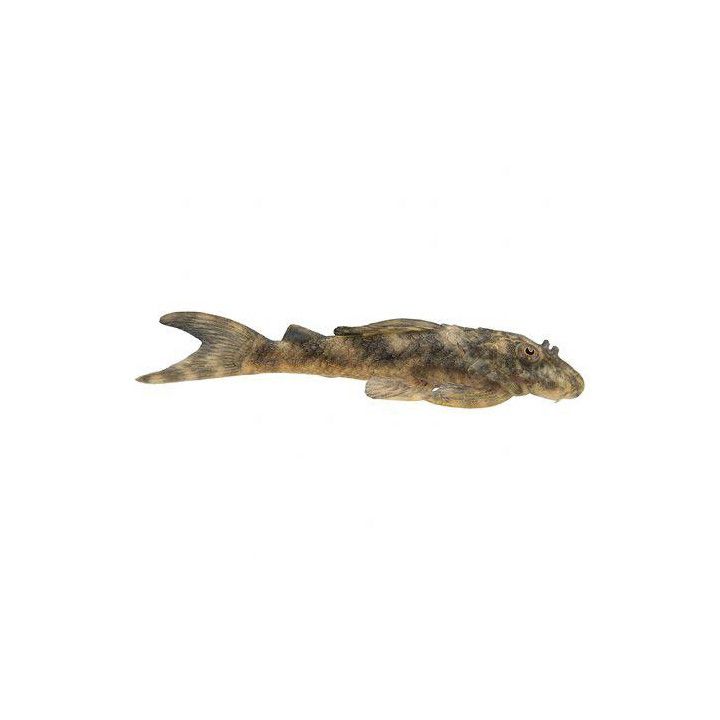 L202 peckotia lineola 4-6 cm -