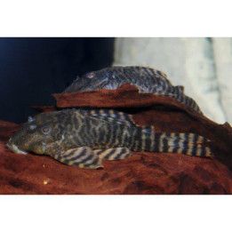 L226 panqolus 6-8 cm -