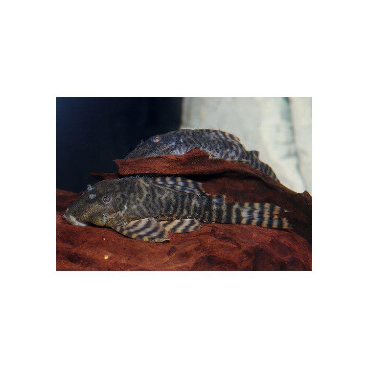 L226 panqolus 6-8 cm -