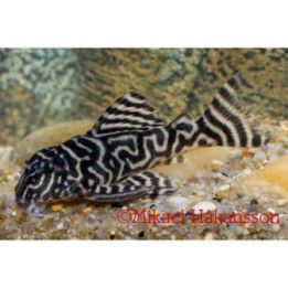 L333 hypancistrus sp b&w 'xingu' 10-12 cm -