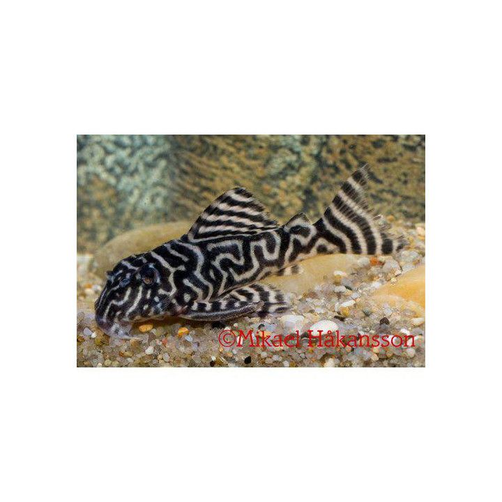 L333 hypancistrus sp b&w 'xingu' 10-12 cm -