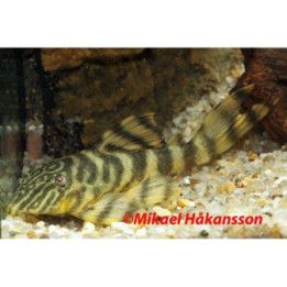 L398 panaqolus 'xingu' 6-8 cm -