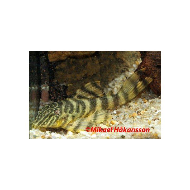 L398 panaqolus 'xingu' 6-8 cm -