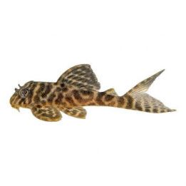 L400 hypancistrus sp, 6-8 cm -