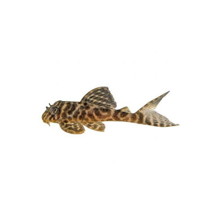 L400 hypancistrus sp, 6-8 cm -