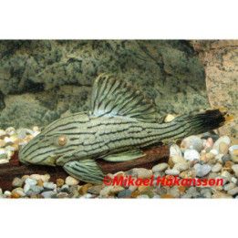L418 titan panaque 18-20 cm -