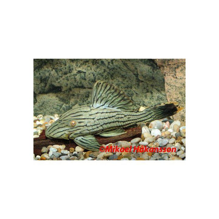 L418 titan panaque 18-20 cm -