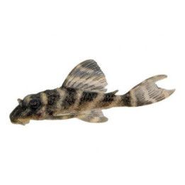 L450 hypancistrus sp, 4-5 cm -