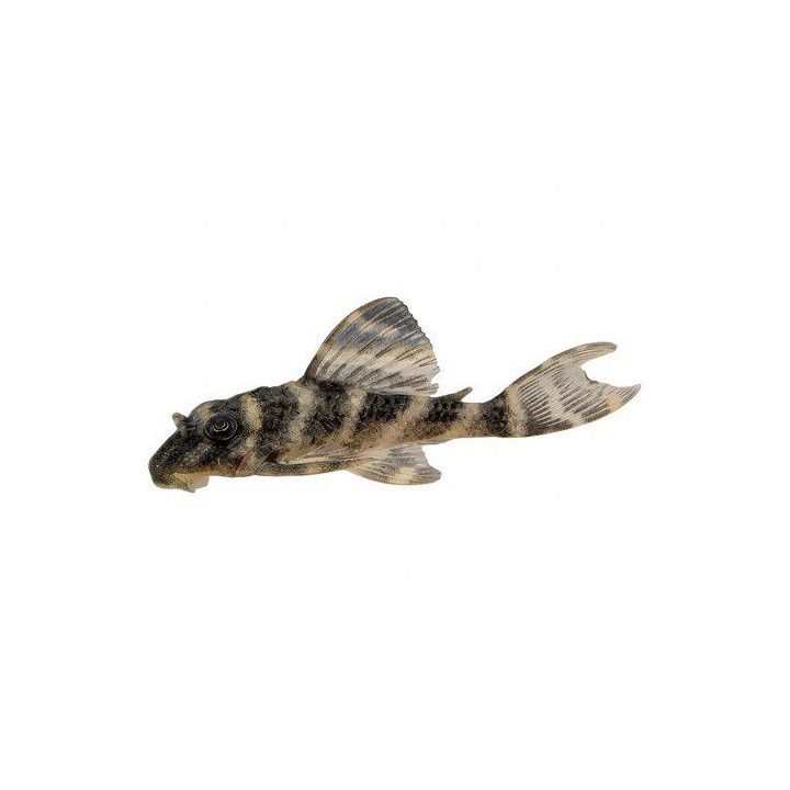 L450 hypancistrus sp, 4-5 cm -