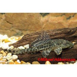 Plecostomus 5-6 cm -