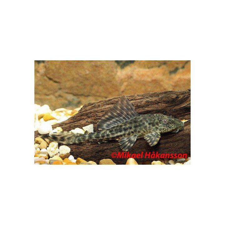 Plecostomus 5-6 cm -