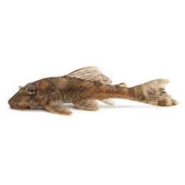 Plecostomus kulta 5-6 cm -