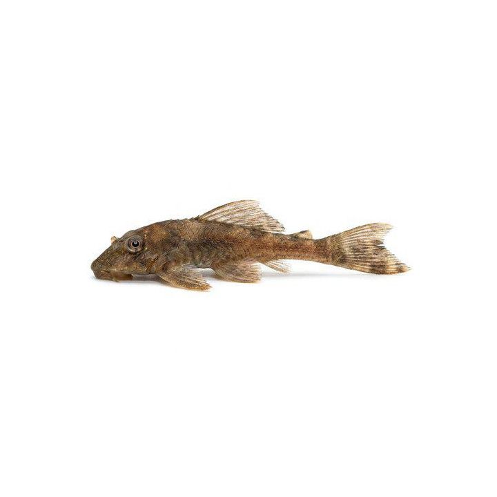 Plecostomus kulta 5-6 cm -