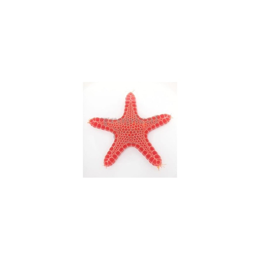 Pentagonaster dubeni - Australian Biscuit Starfish -Red