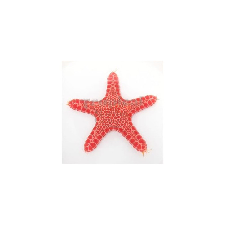 Pentagonaster dubeni - Australian Biscuit Starfish -Red -