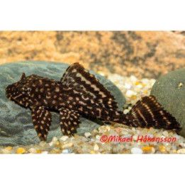 Pleco, punainen leopardi 6-8 cm -