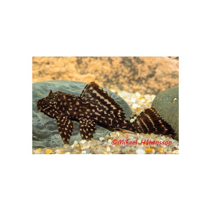 Pleco, punainen leopardi 6-8 cm -