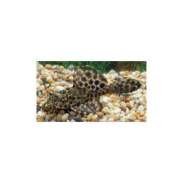 Plecostomus punainen 5-6 cm -
