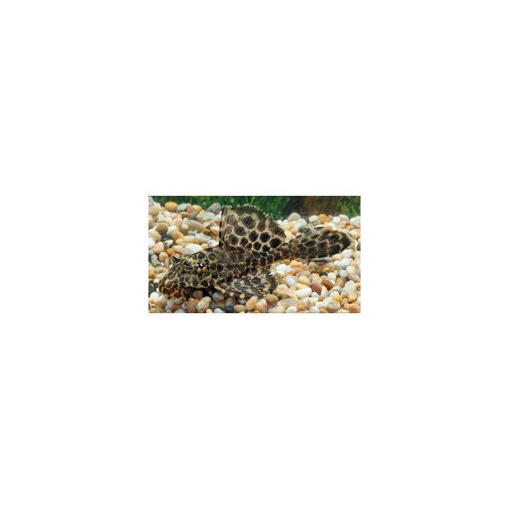 Plecostomus punainen 5-6 cm -