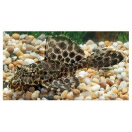 Plecostomus punainen 5-6 cm -