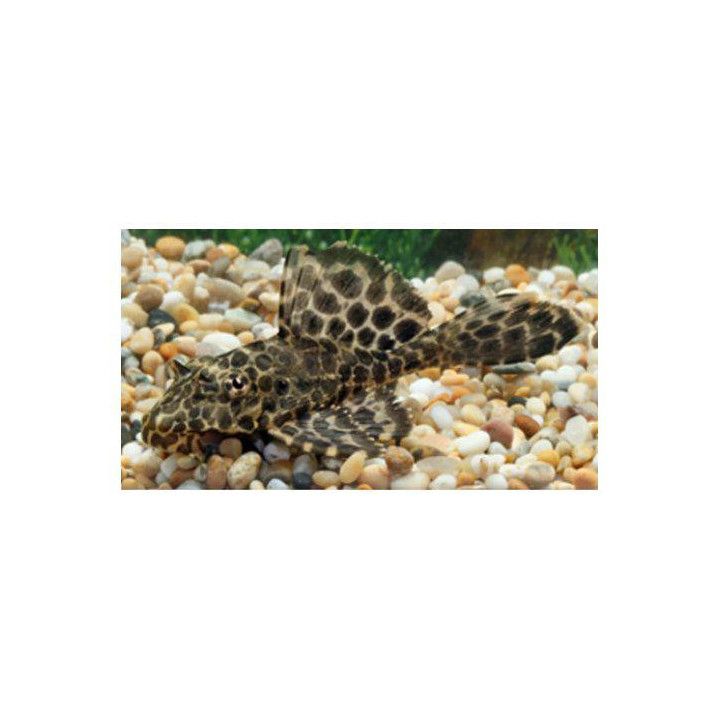 Plecostomus punainen 5-6 cm -