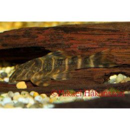 Clownplecostomus 3-4 cm -