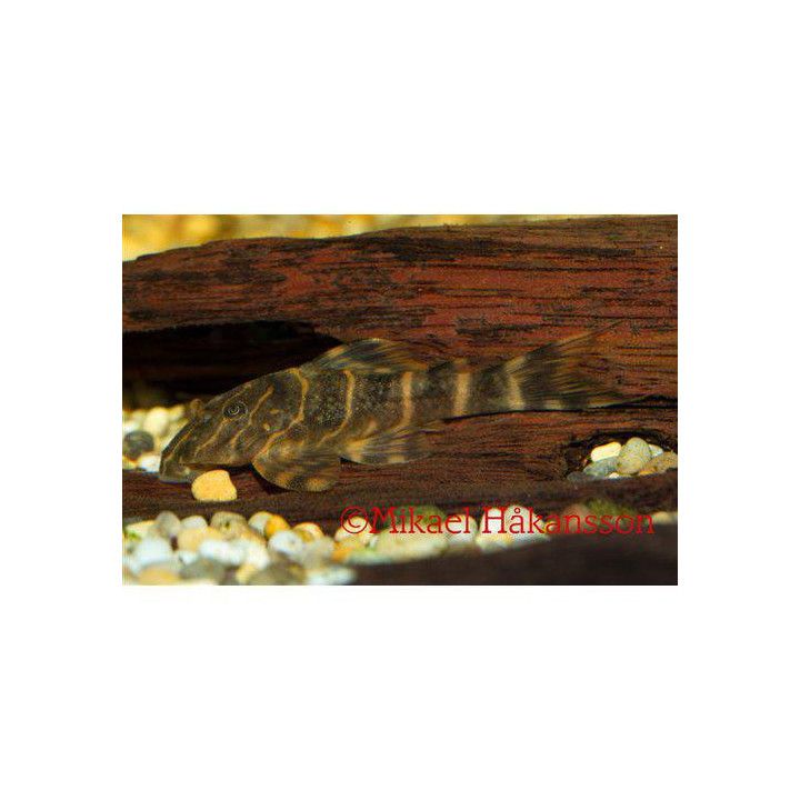Clownplecostomus 3-4 cm -