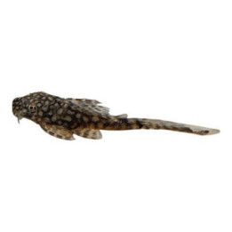 Ancistrus "sp" huntuevä 3-5 cm