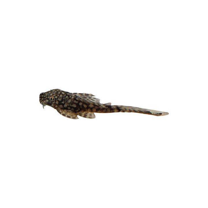 Ancistrus "sp" huntuevä 3-5 cm