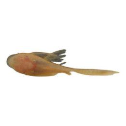 Ancistrus kultaharso 3-5 cm -