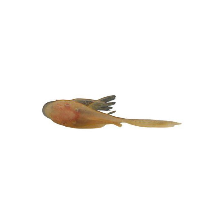 Ancistrus kultaharso 3-5 cm -