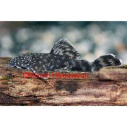 Ancistrus monni 3-3,5 cm -