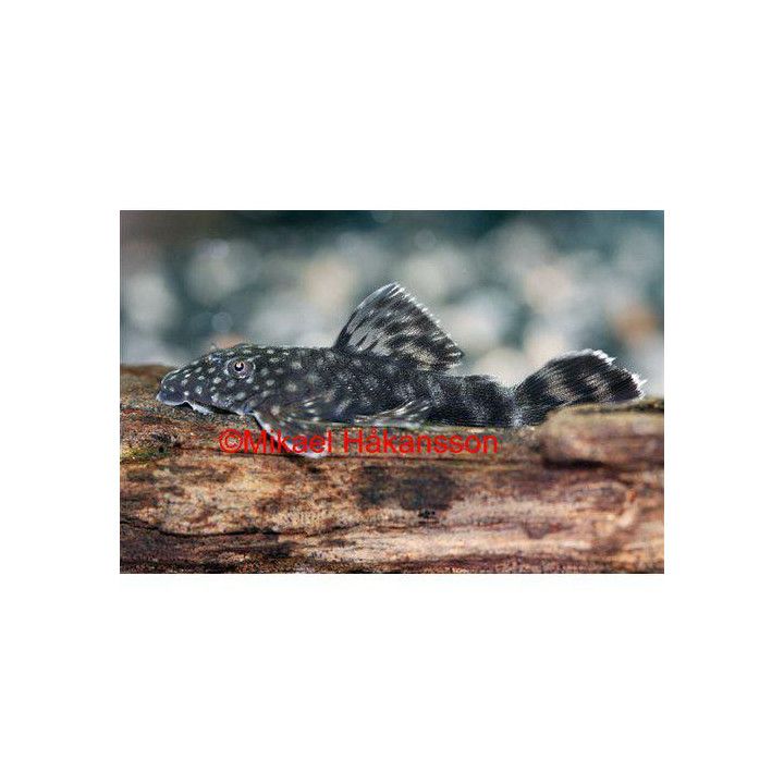 Ancistrus monni 3-3,5 cm -